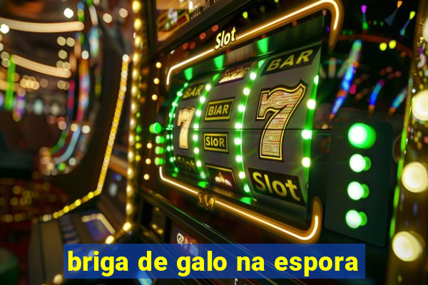 briga de galo na espora